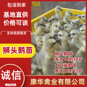 《康华公司》鹅苗狮头鹅苗大白鲨鹅苗提供养殖技术