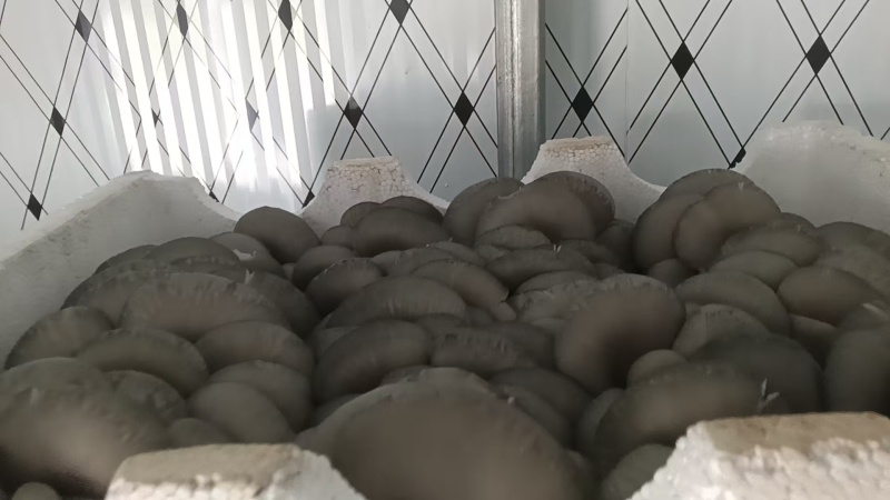【崇礼平菇】河北基地直供质量保证货源充足对接商超市场