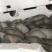 【崇礼平菇】河北基地直供质量保证货源充足对接商超市场