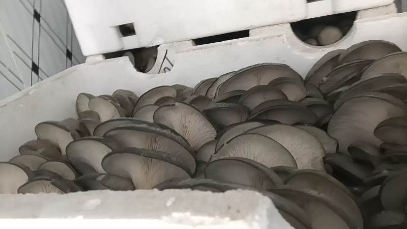 【崇礼平菇】河北基地直供质量保证货源充足对接商超市场