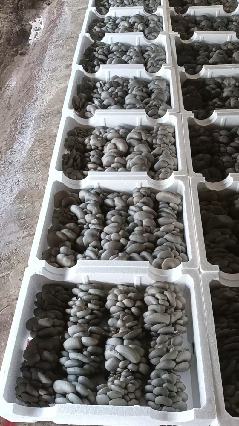 【崇礼平菇】河北基地直供质量保证货源充足对接商超市场