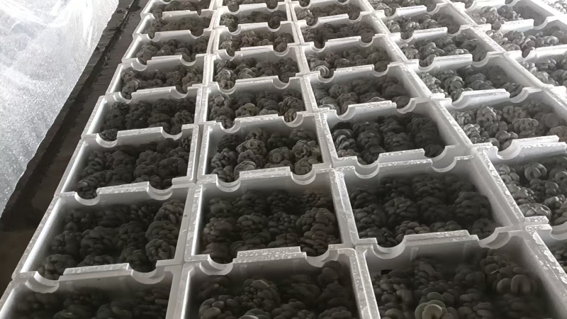 【崇礼平菇】河北基地直供质量保证货源充足对接商超市场