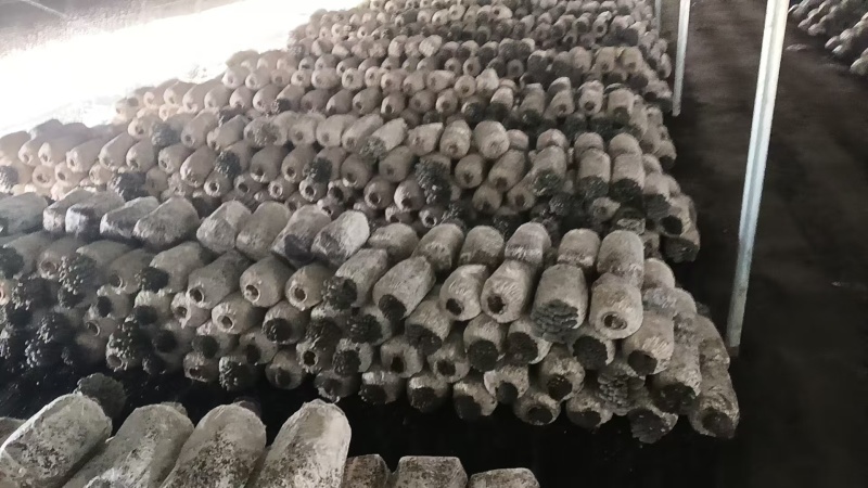 【崇礼平菇】河北基地直供质量保证货源充足对接商超市场