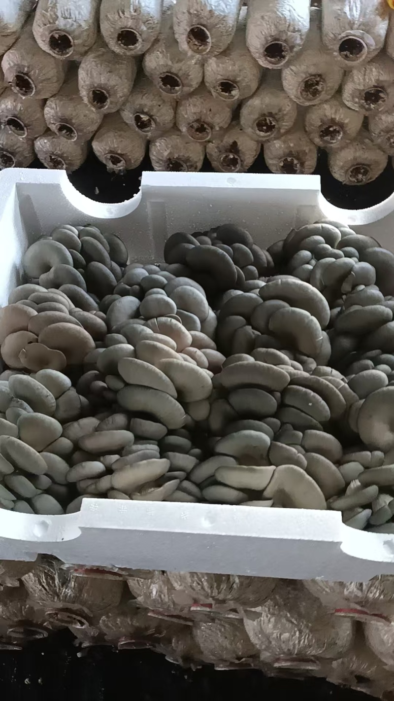 【崇礼平菇】河北基地直供质量保证货源充足对接商超市场