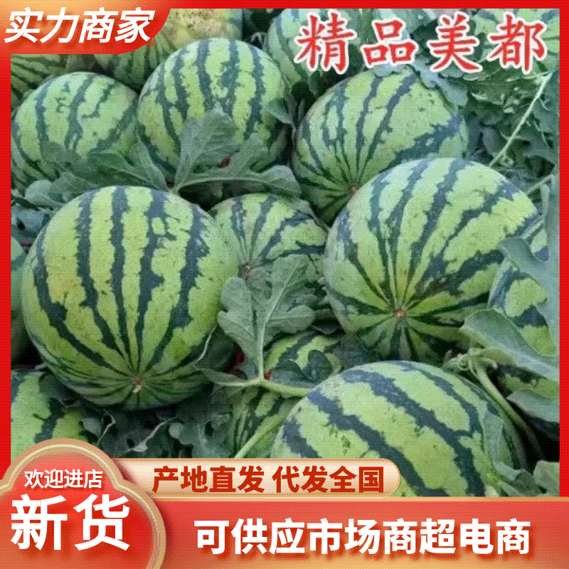 【实力】精品美都西瓜大量供应甜度高水分足大量供