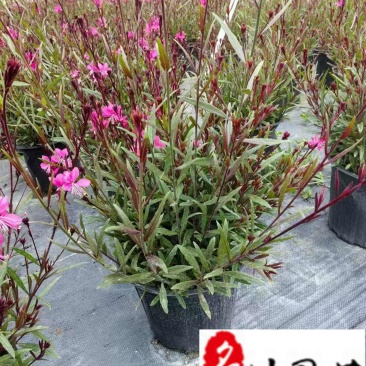 千鸟花基地直销成都千鸟花杯苗批发花期长量大价优