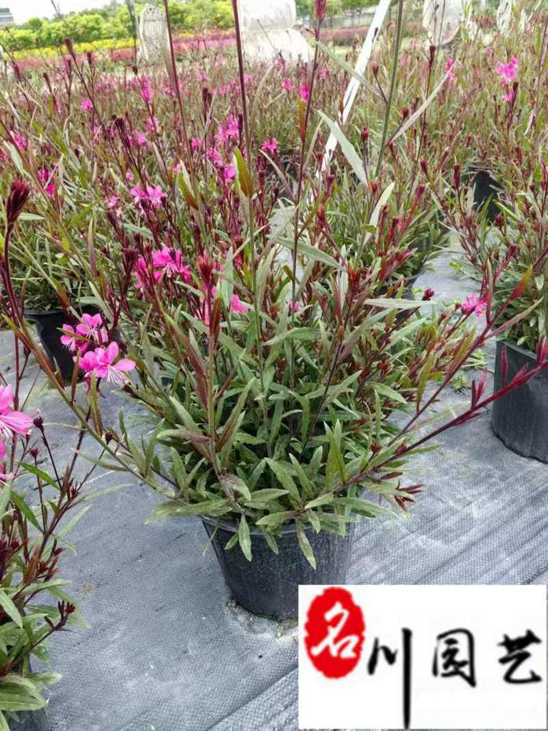 千鸟花基地直销成都千鸟花杯苗批发花期长量大价优