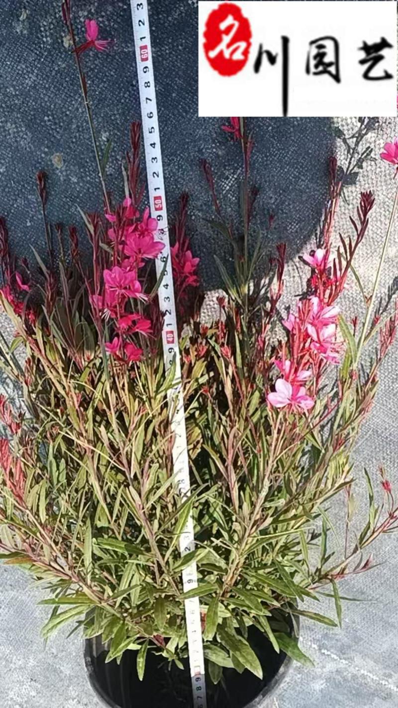 千鸟花基地直销成都千鸟花杯苗批发花期长量大价优