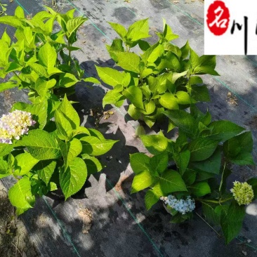 成都绣球花八仙花批发绣球苗圃基地直供绣球杯苗盆苗价格