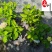 成都绣球花八仙花批发绣球苗圃基地直供绣球杯苗盆苗价格