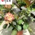 成都绣球花八仙花批发绣球苗圃基地直供绣球杯苗盆苗价格