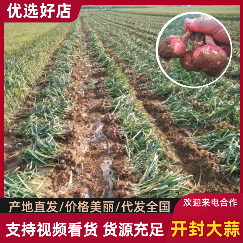开封大蒜尉氏杞县大蒜货源充足直接上车价