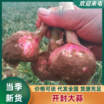 【大蒜】河南开封尉氏大蒜，货源充足保质保量货源充足