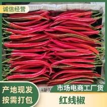 广东红线椒市场电商工厂货鲜辣椒对接全国市场品质保证