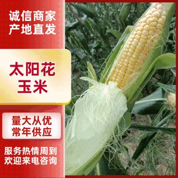 太阳花玉米/水果玉米/甜玉米/湖北玉米/精品玉米/价美