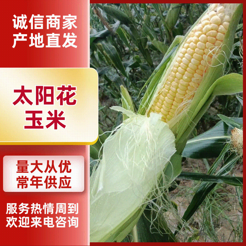 太阳花玉米/水果玉米/甜玉米/湖北玉米/精品玉米/价美