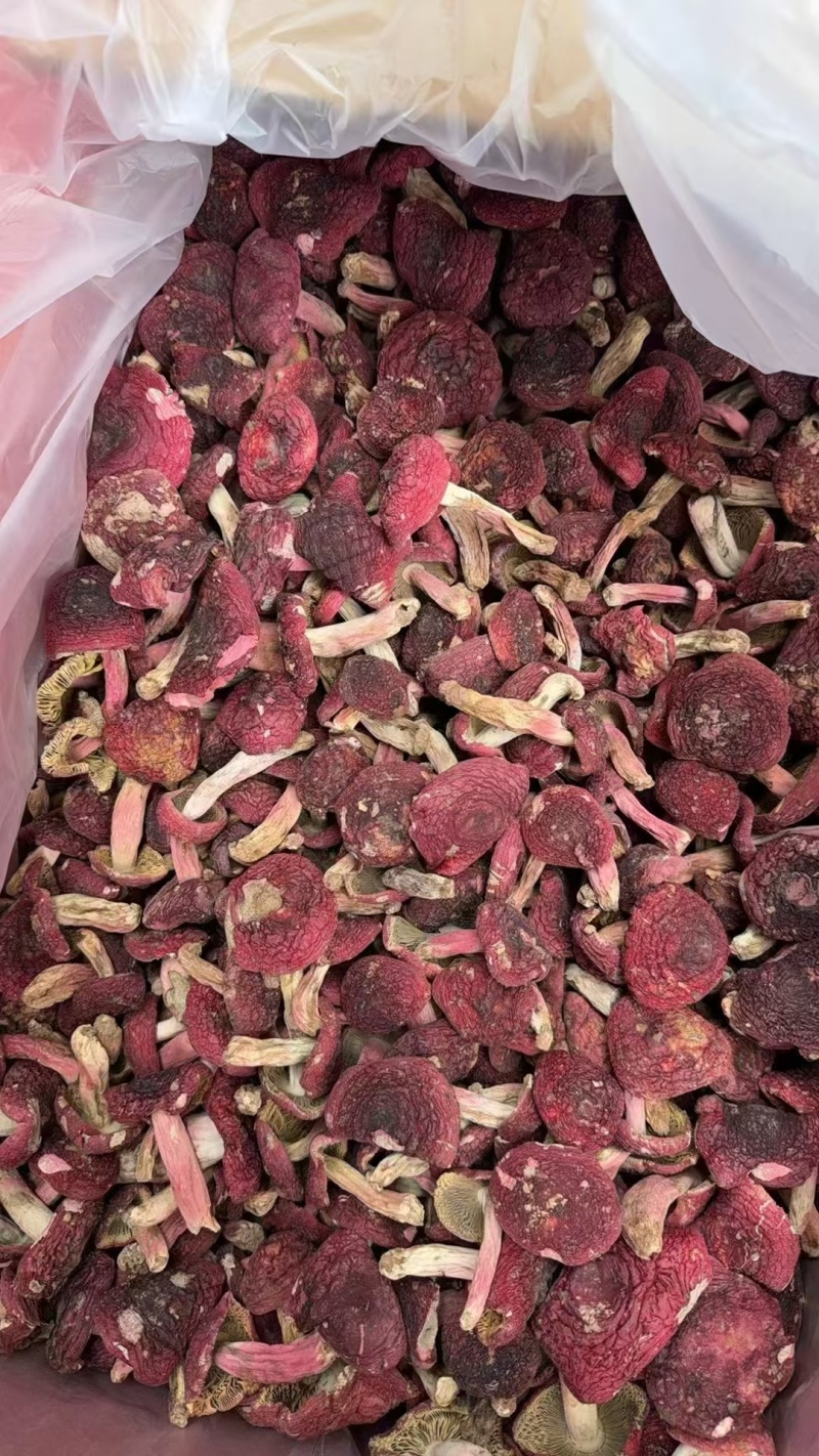 野生红菇，大量有货对接全国市场，可以视频看货，欢迎合作
