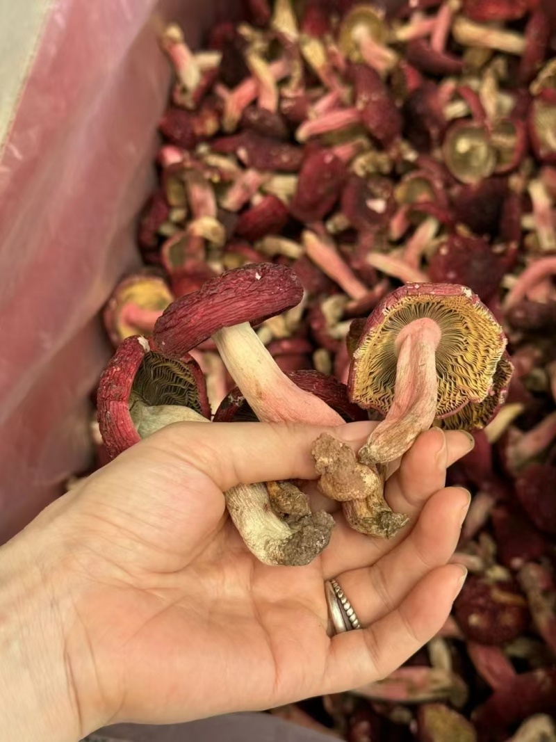 野生红菇，大量有货对接全国市场，可以视频看货，欢迎合作