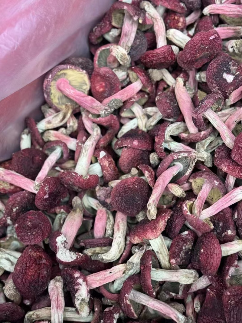 野生红菇，大量有货对接全国市场，可以视频看货，欢迎合作