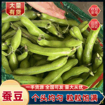 【优选】江苏蚕豆/精品蚕豆/绿蚕豆/鲜蚕豆/新蚕豆欢迎