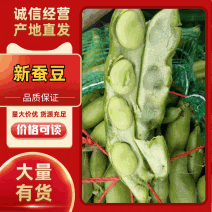 【实力优选】精品蚕豆/新蚕豆/江苏蚕豆/颗粒饱满欢迎来