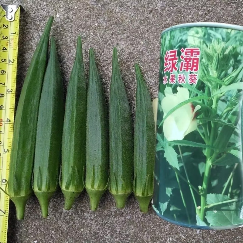 原装进口绿灞水果秋葵种子果实浓绿色泽亮丽弯曲果少