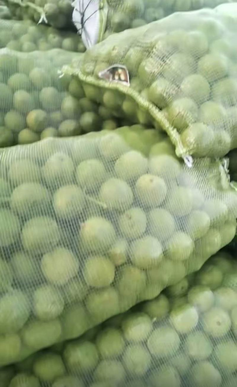 新疆核桃/青皮核桃/核桃185大量上市，欢迎看货