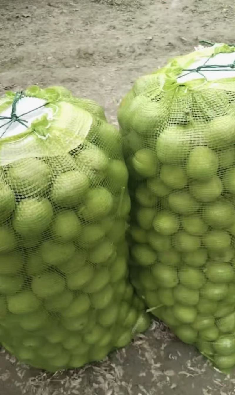 新疆核桃/青皮核桃/核桃185大量上市，欢迎看货
