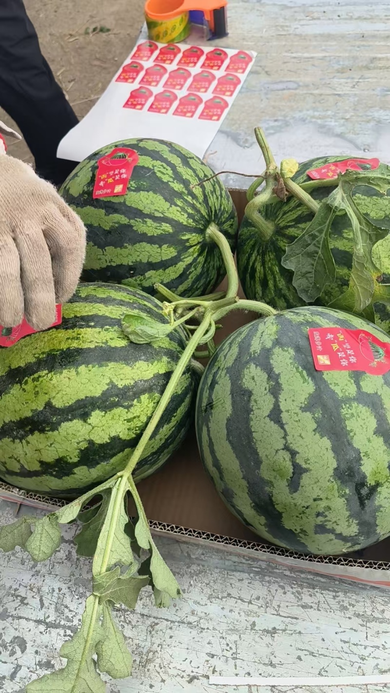 湖南一手货源美都西瓜对接全国市场，量大从优，欢迎采购