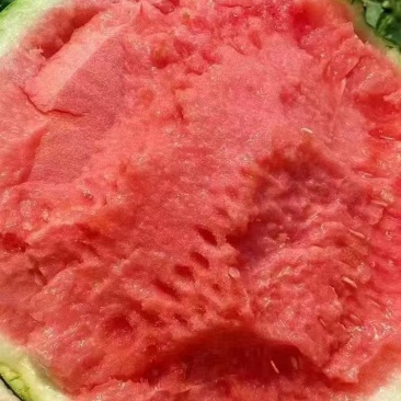 湖南一手货源美都西瓜对接全国市场,量大从优,欢迎采购