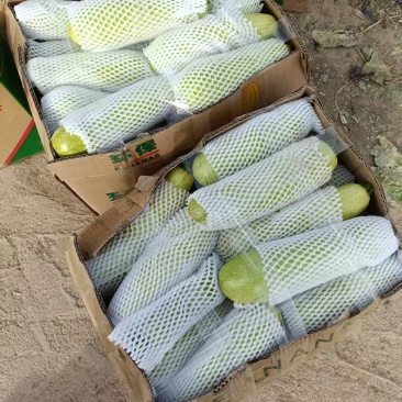 精品西葫芦全国发货对接电商市场商超一手货源