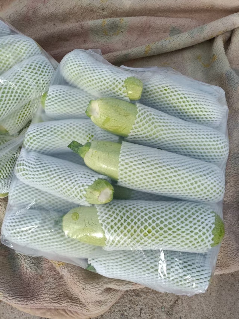 精品西葫芦全国发货对接电商市场商超一手货源