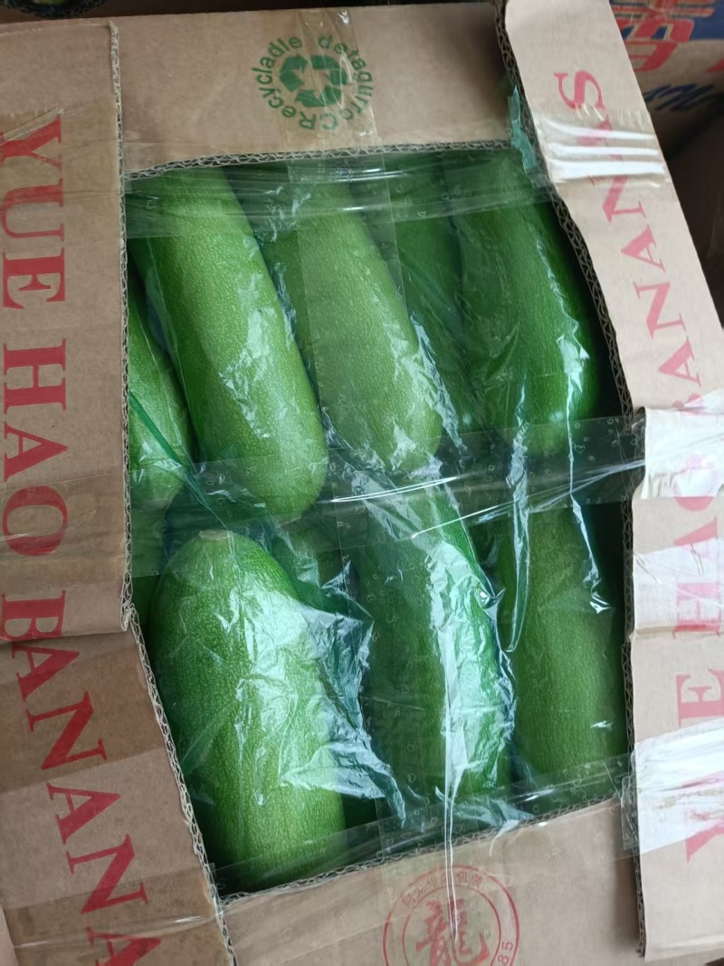精品西葫芦全国发货对接电商市场商超一手货源