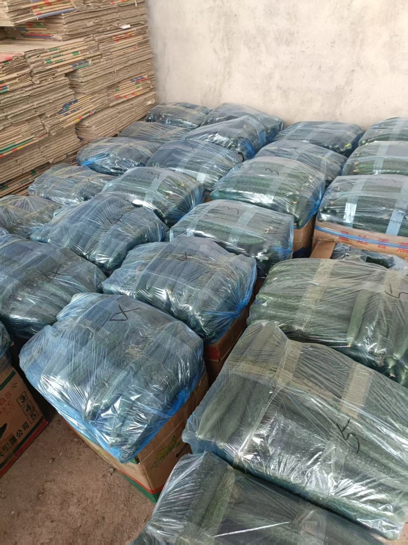精品黄瓜密刺黄瓜一手货源对接电商市场商超可视频