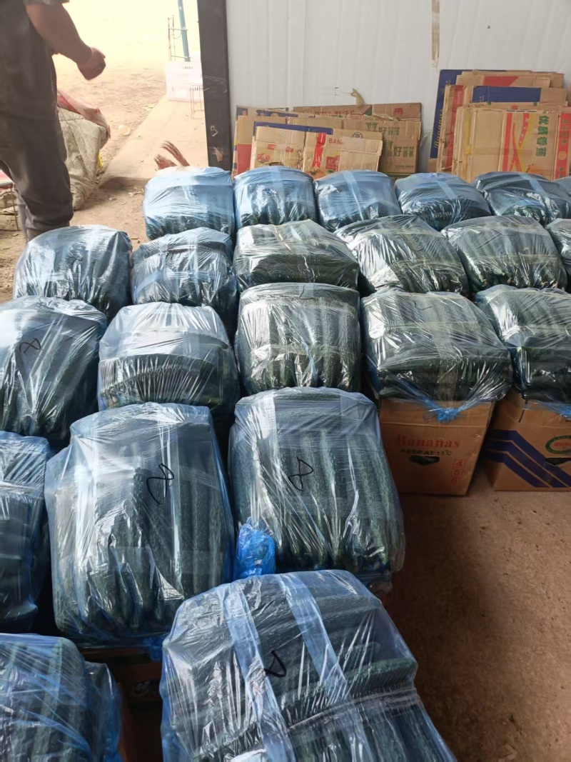 精品黄瓜密刺黄瓜一手货源对接电商市场商超可视频
