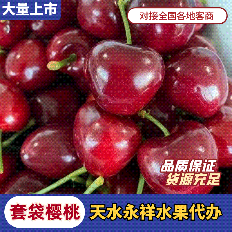 【精品】天水套袋樱桃胜利樱桃一手货源新鲜上市全国发货