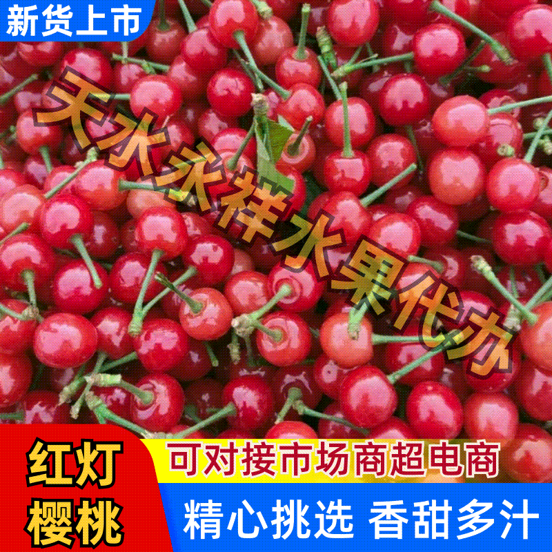 【美早樱桃】甘肃天水樱桃新品上市品种多欢迎咨询