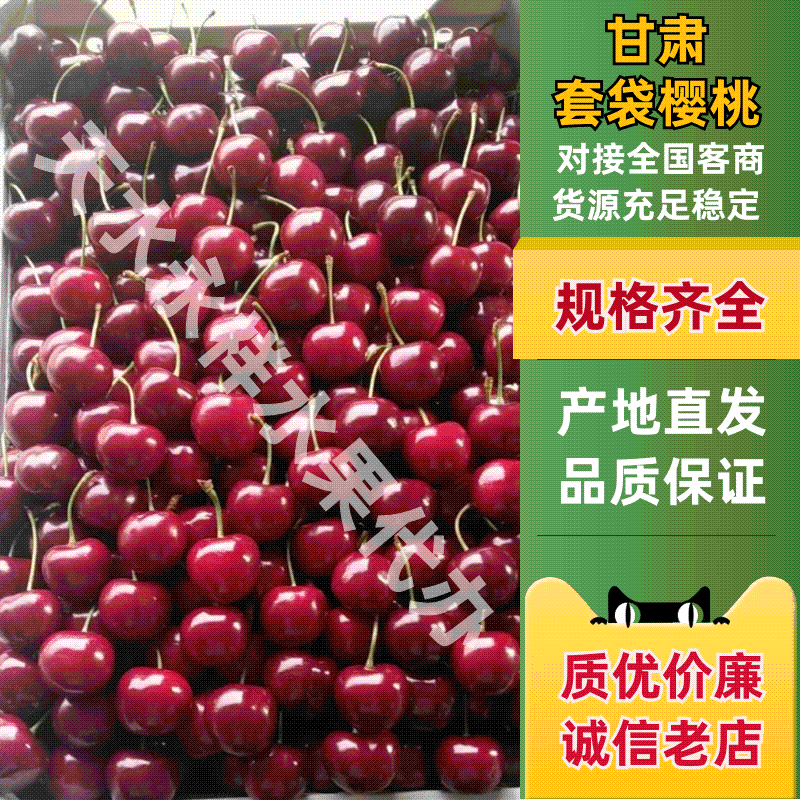 【套袋早大果樱桃】套袋红灯大量上市一手货源电商超市一件代发