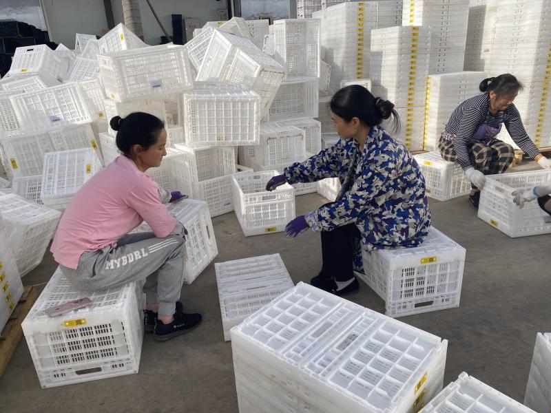 租赁折叠筐鸡蛋筐周转筐水果筐蔬菜框常年供应