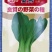 夏秀青梗菜种子叶梗翠绿夏季播种不拔节耐热耐抽苔