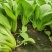 夏秀青梗菜种子叶梗翠绿夏季播种不拔节耐热耐抽苔