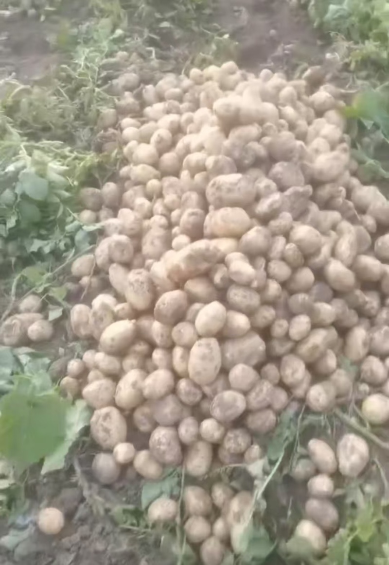 500吨金灿灿黄皮黄心土豆，沃土5号土豆大量上市产地直供