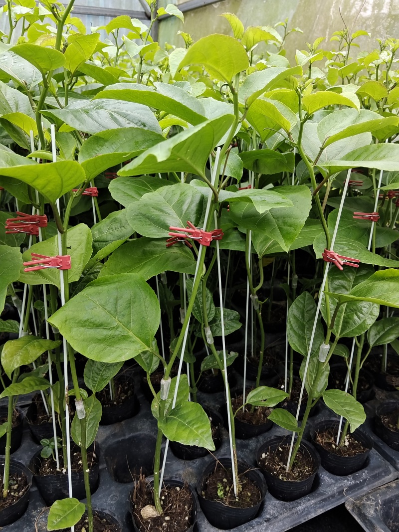 黄金百香果苗优质的苗种植出来品质好的果产量高严选脱毒