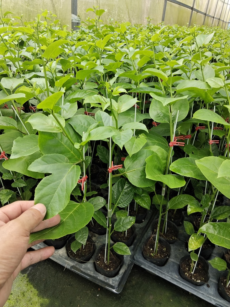 黄金百香果苗优质的苗种植出来品质好的果产量高严选脱毒