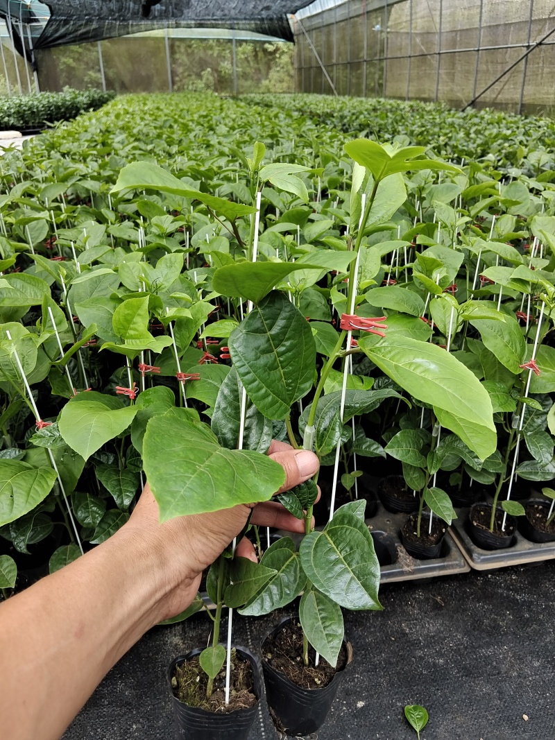 黄金百香果苗优质的苗种植出来品质好的果产量高严选脱毒