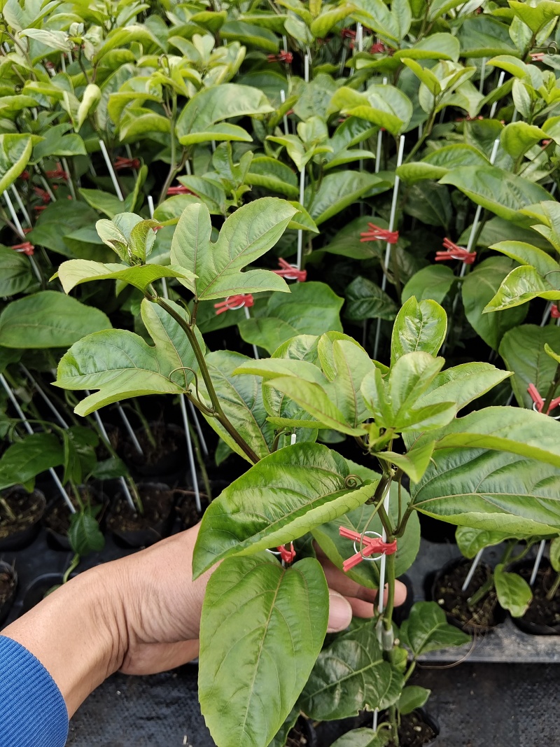 黄金百香果苗优质的苗种植出来品质好的果产量高严选脱毒