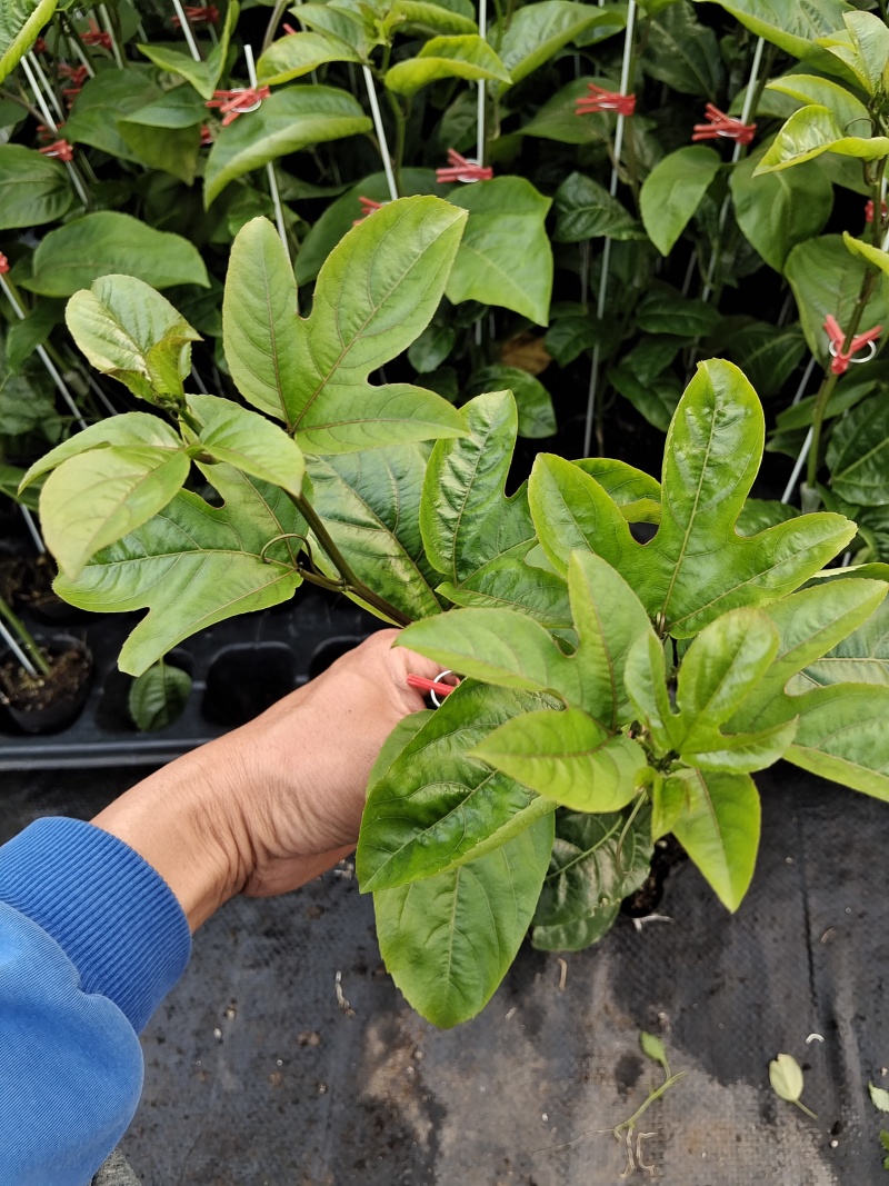 黄金百香果苗优质的苗种植出来品质好的果产量高严选脱毒