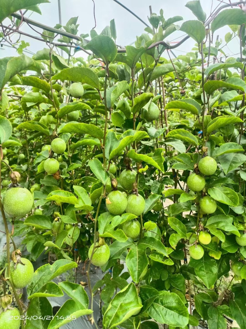 黄金百香果苗优质的苗种植出来品质好的果产量高严选脱毒