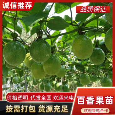 黄金百香果苗优质的苗种植出来品质好的果产量高严选脱毒