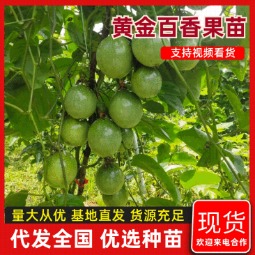 【热卖】百香果苗，钦密9号黄金百香果苗保质保量一手货源